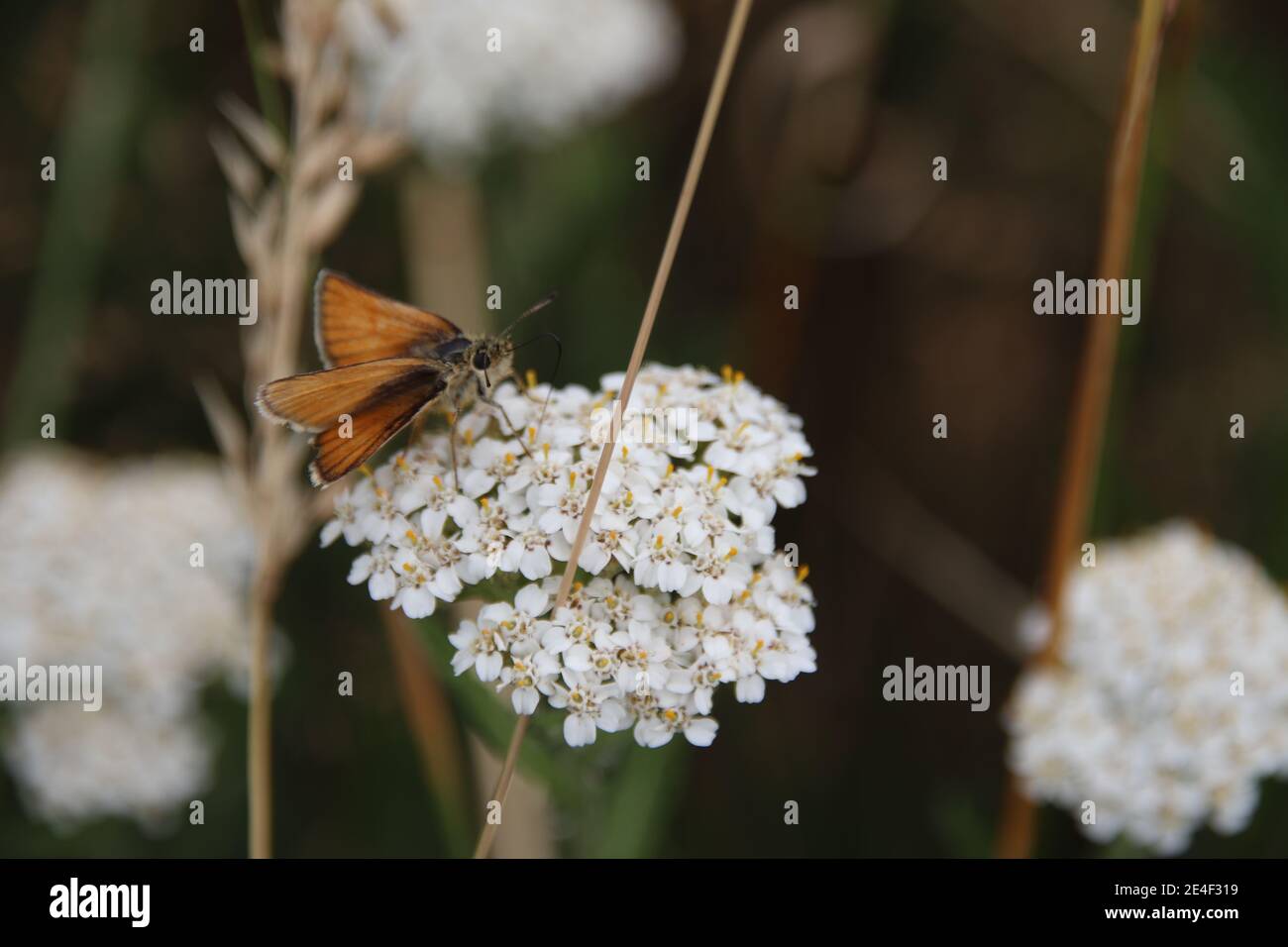 Essex Skipper Schmetterling (Thymelicus lineola) Stockfoto