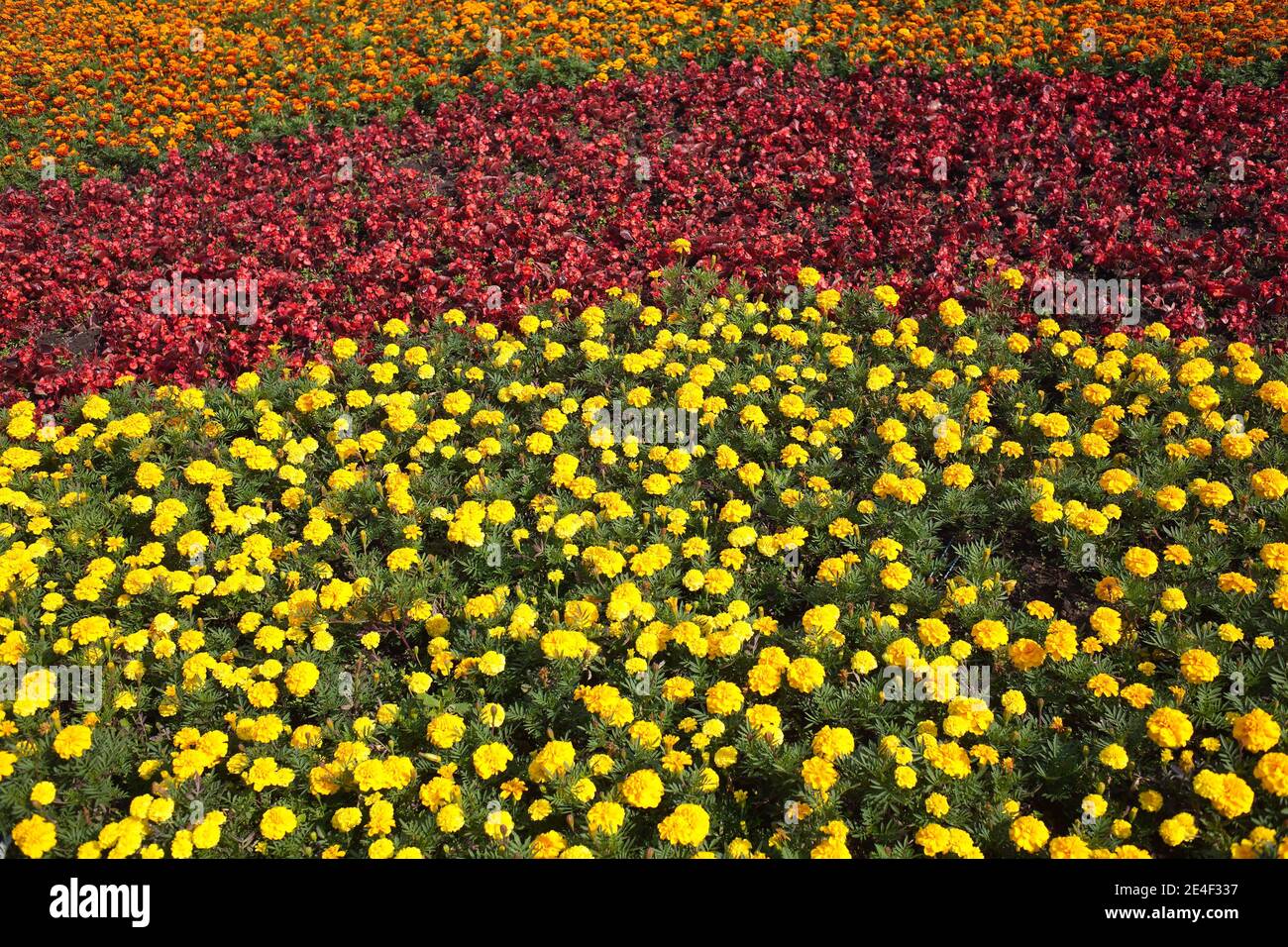 Blumenteppich: Viele orange und gelbe Samtblumen im Garten am sonnigen Sommertag Nahaufnahme Stockfoto