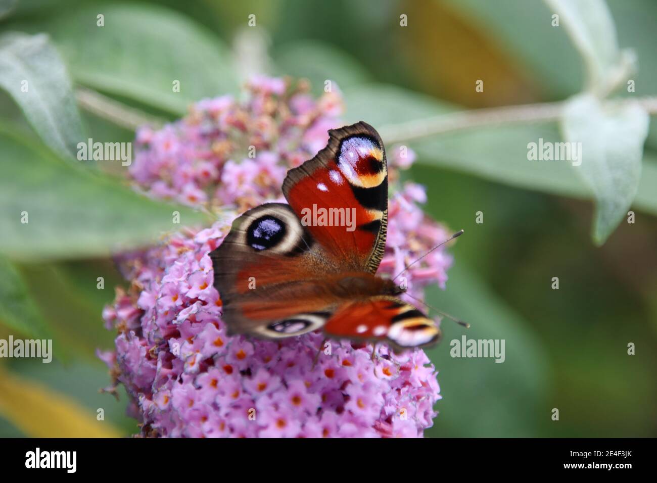 Tagpfauenauge (Aglais Io) Stockfoto