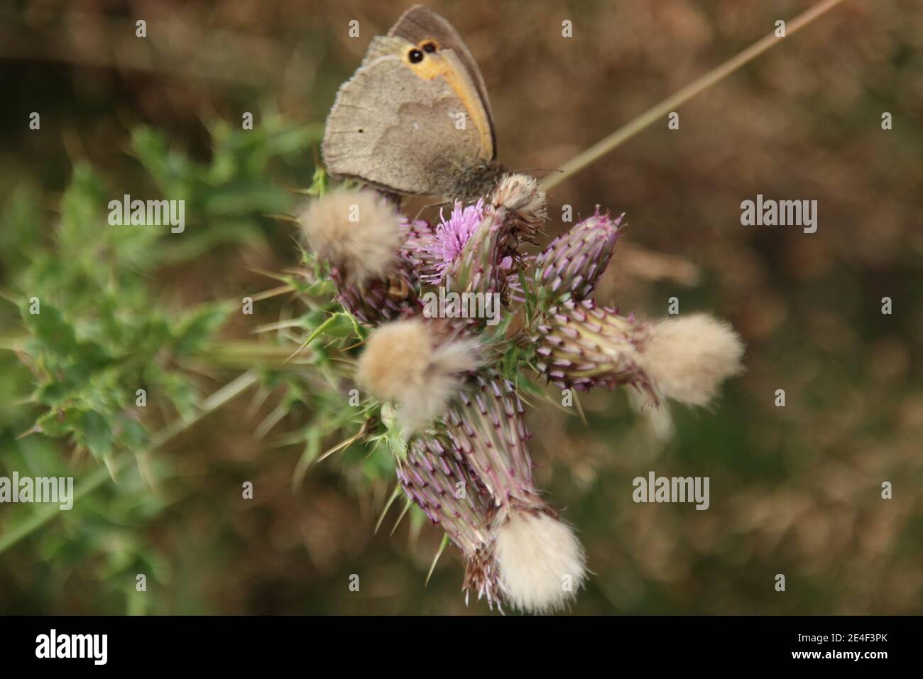 Wiese Braun butterfly (Pyrausta aurata) Stockfoto