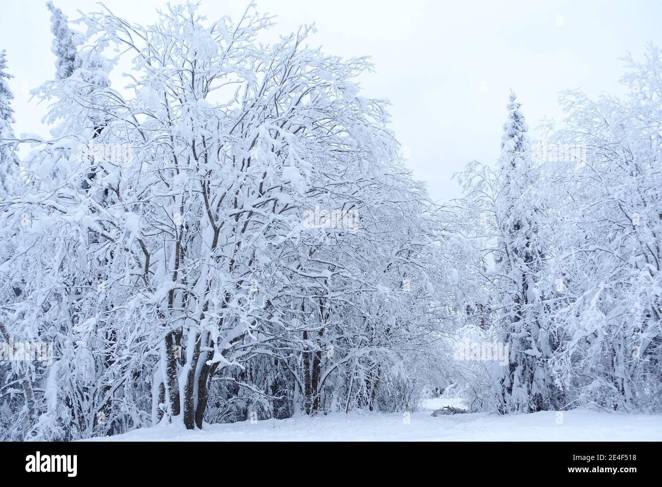 Winter-Straße Stockfoto