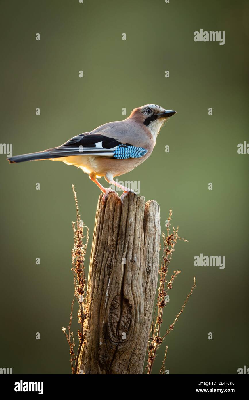 Eichelhäher Stockfoto