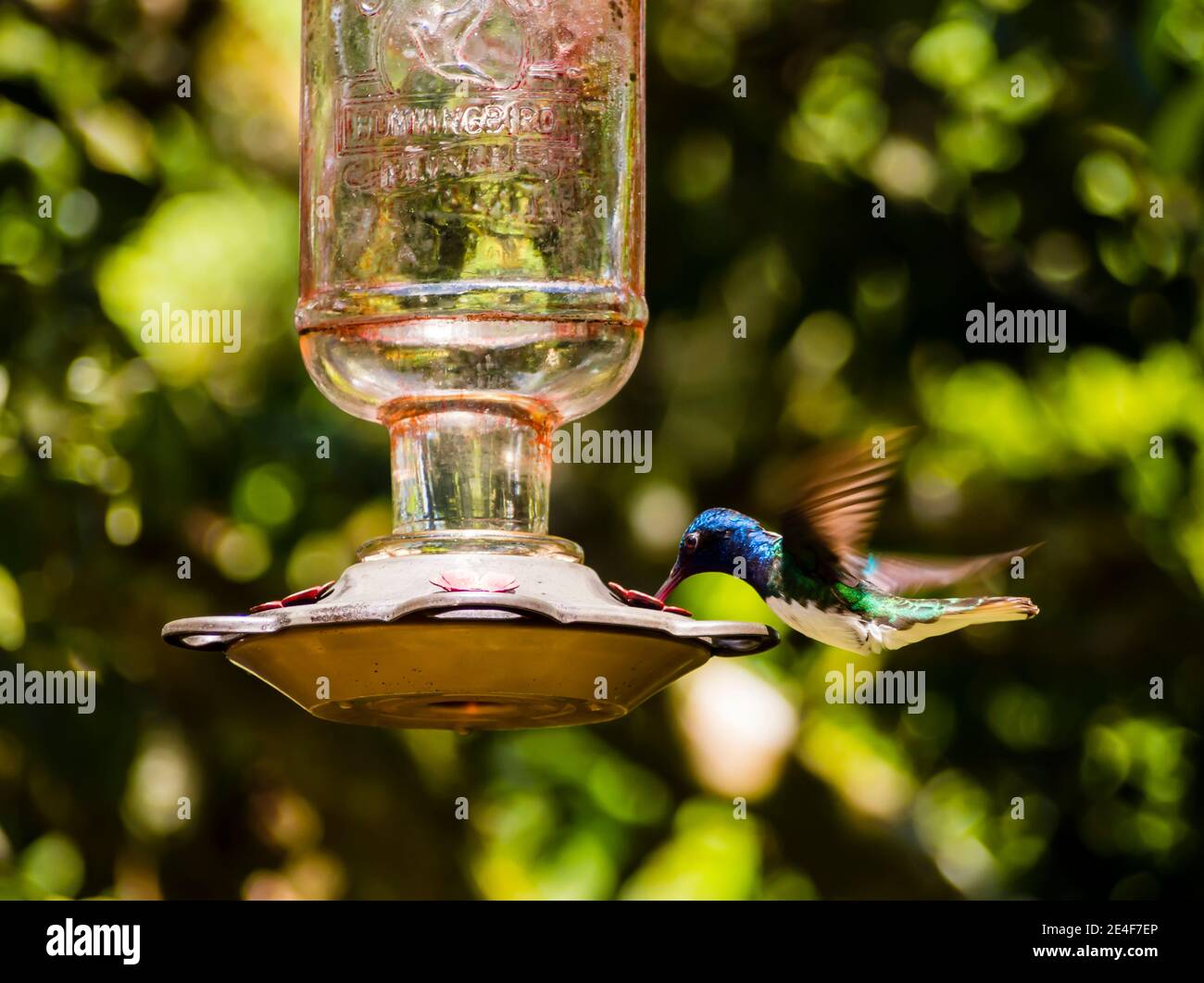 Männlicher, weißhalsiger jakobiner-Kolibri (Florisuga mellivora), der an einem künstlichen Nektarfutterhäuschen, Mindo-Nebelwald, Provinz Pichincha, Ecuador, isst Stockfoto