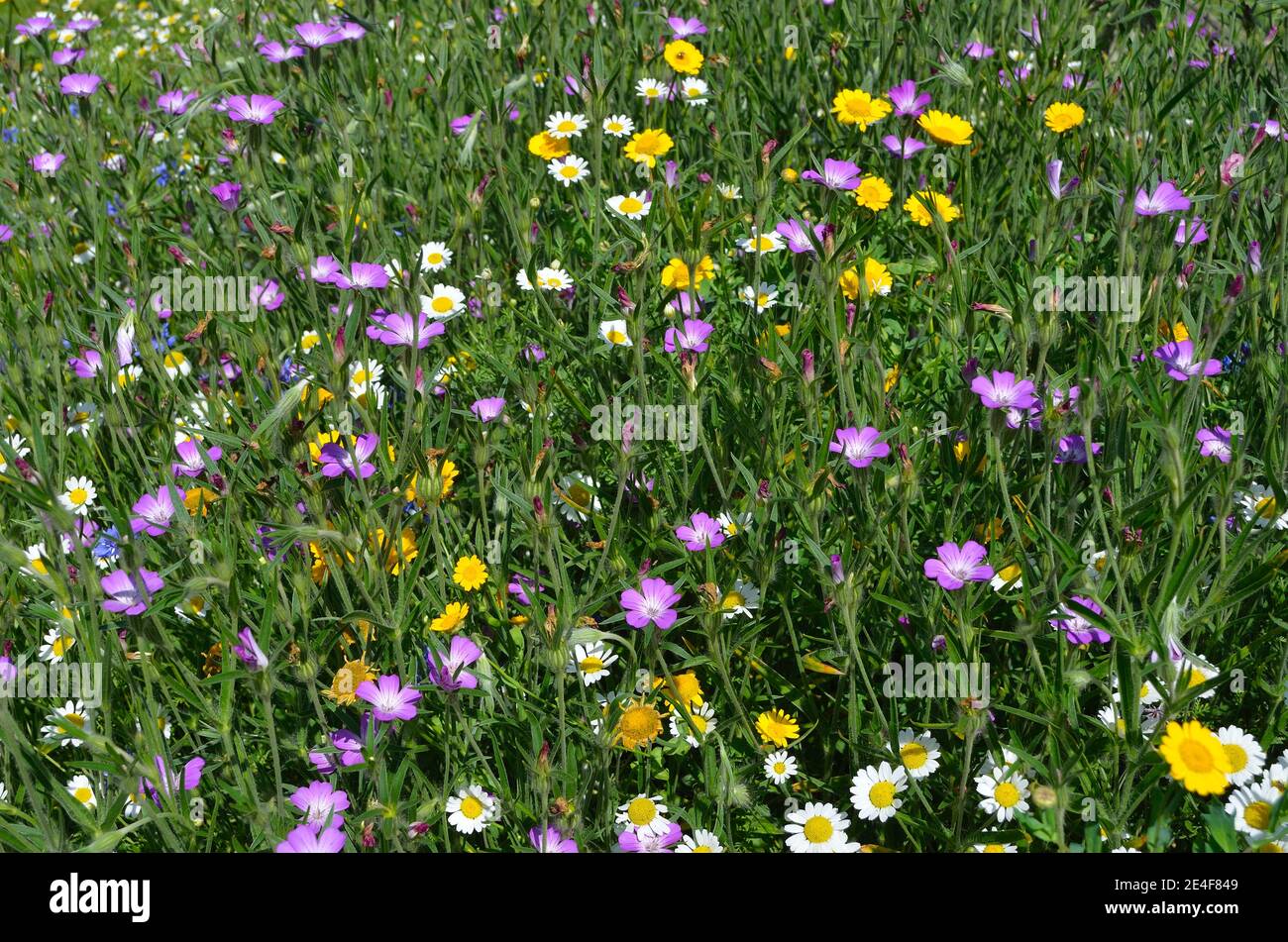 Wildblumen Wiese mit Gänseblümchen Mayweed und Cransbill Stockfoto