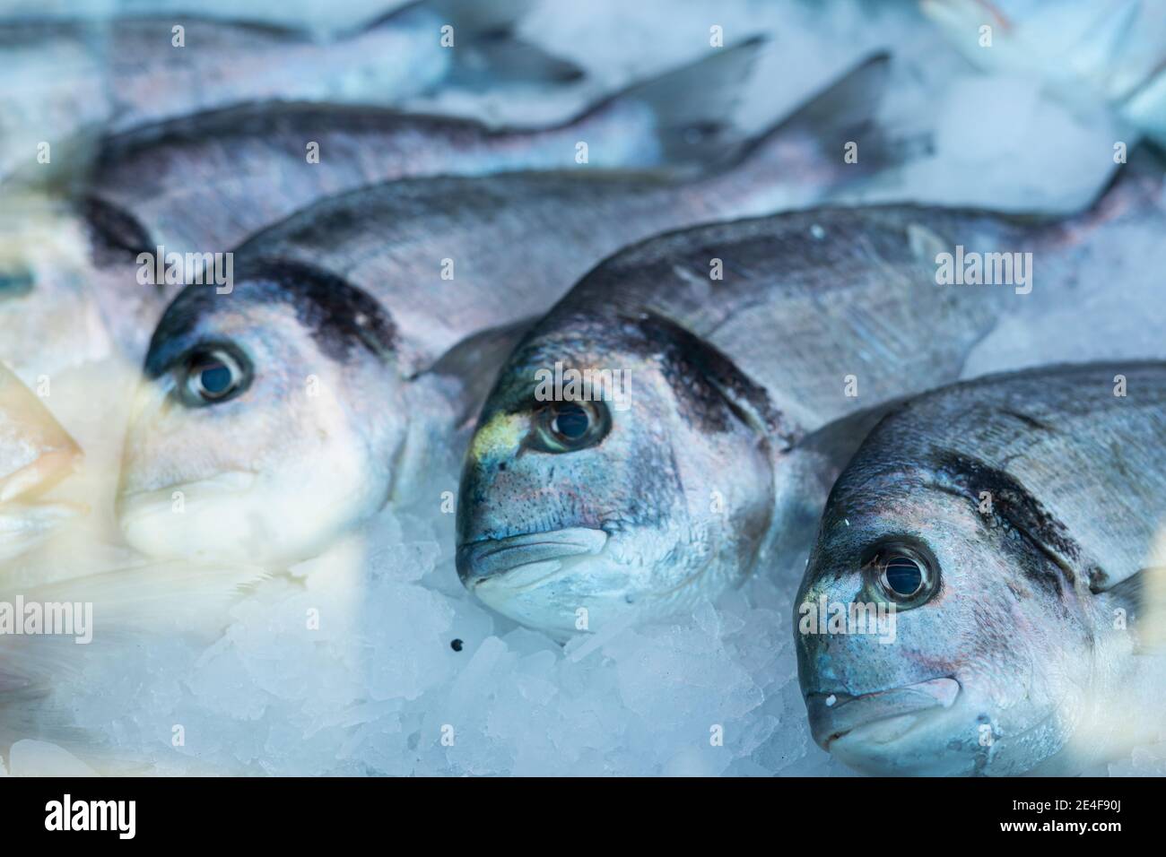 Fisch im Eisspender, selektiver Fokus, horizontale Fotografie, große Fische. Stockfoto