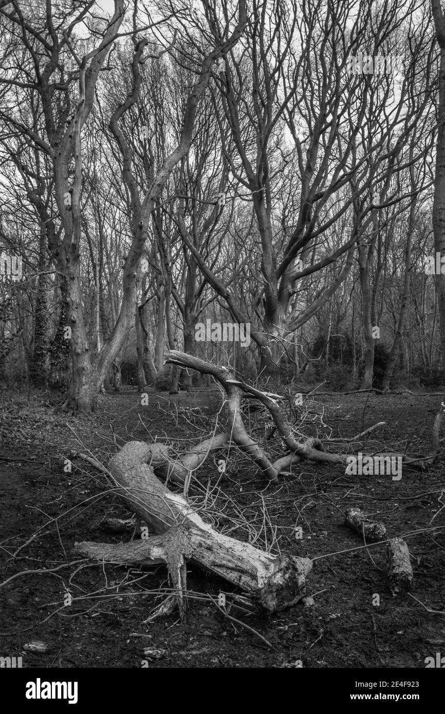 Eine Winterszene gefallener Bäume in Hampstead, London Stockfoto