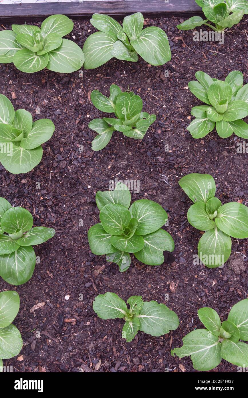 Draufsicht Reihe von bok choy Pflanzen mit Wassertropfen wachsen auf dunklen Kompost Boden im Hinterhof Garten in der Nähe von Dallas, Texas, Amerika. Selbstgewachsenes organisches Blattgrün Stockfoto