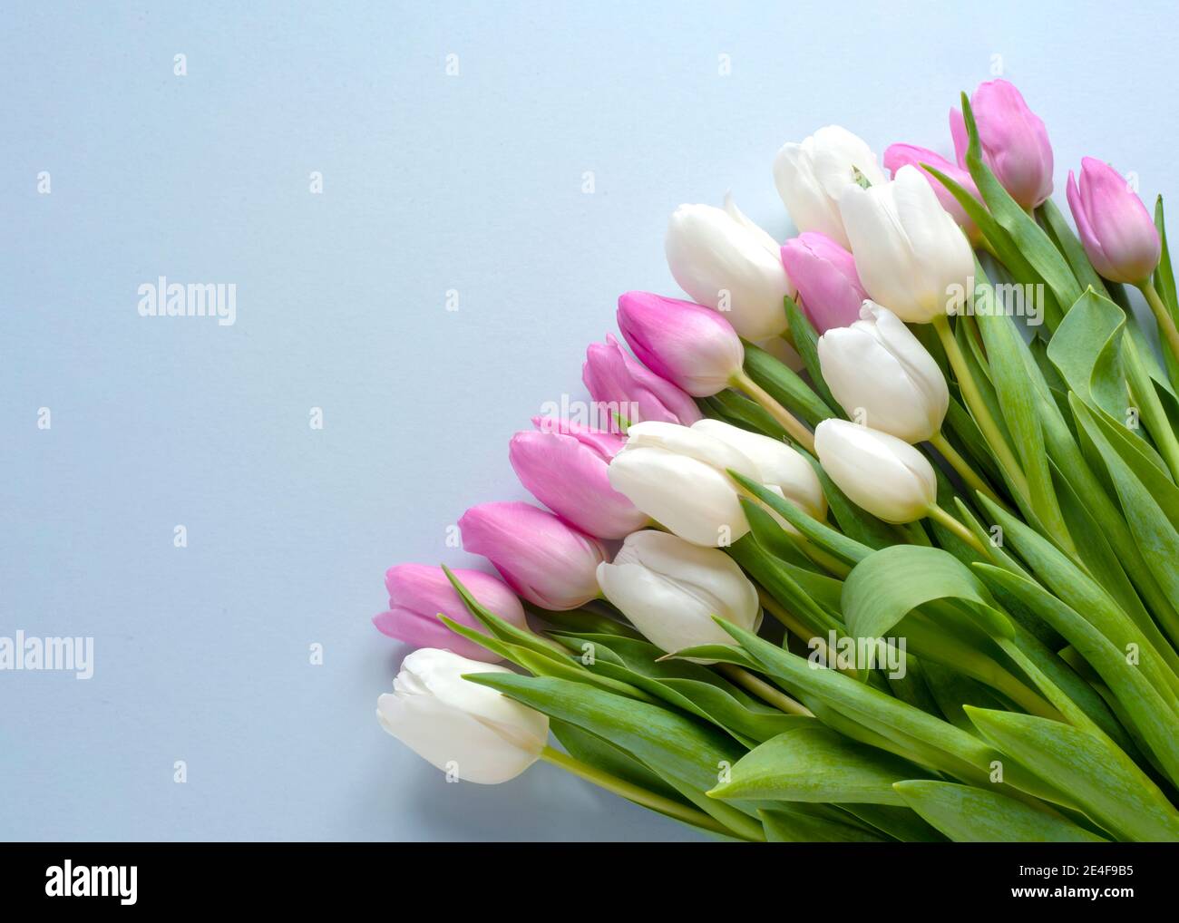 Draufsicht auf einen hübschen Blumenstrauß, rosa und weiße Tulpen von einem blauen Hintergrund kopieren Raum zu Seite Stockfoto