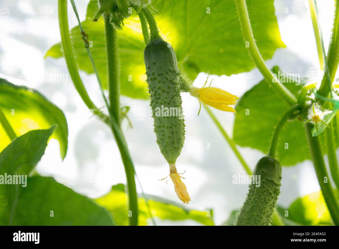 Hintergrund Landwirtschaft, Rebsorte grüne Gurke wächst in einem Gewächshaus Stockfoto