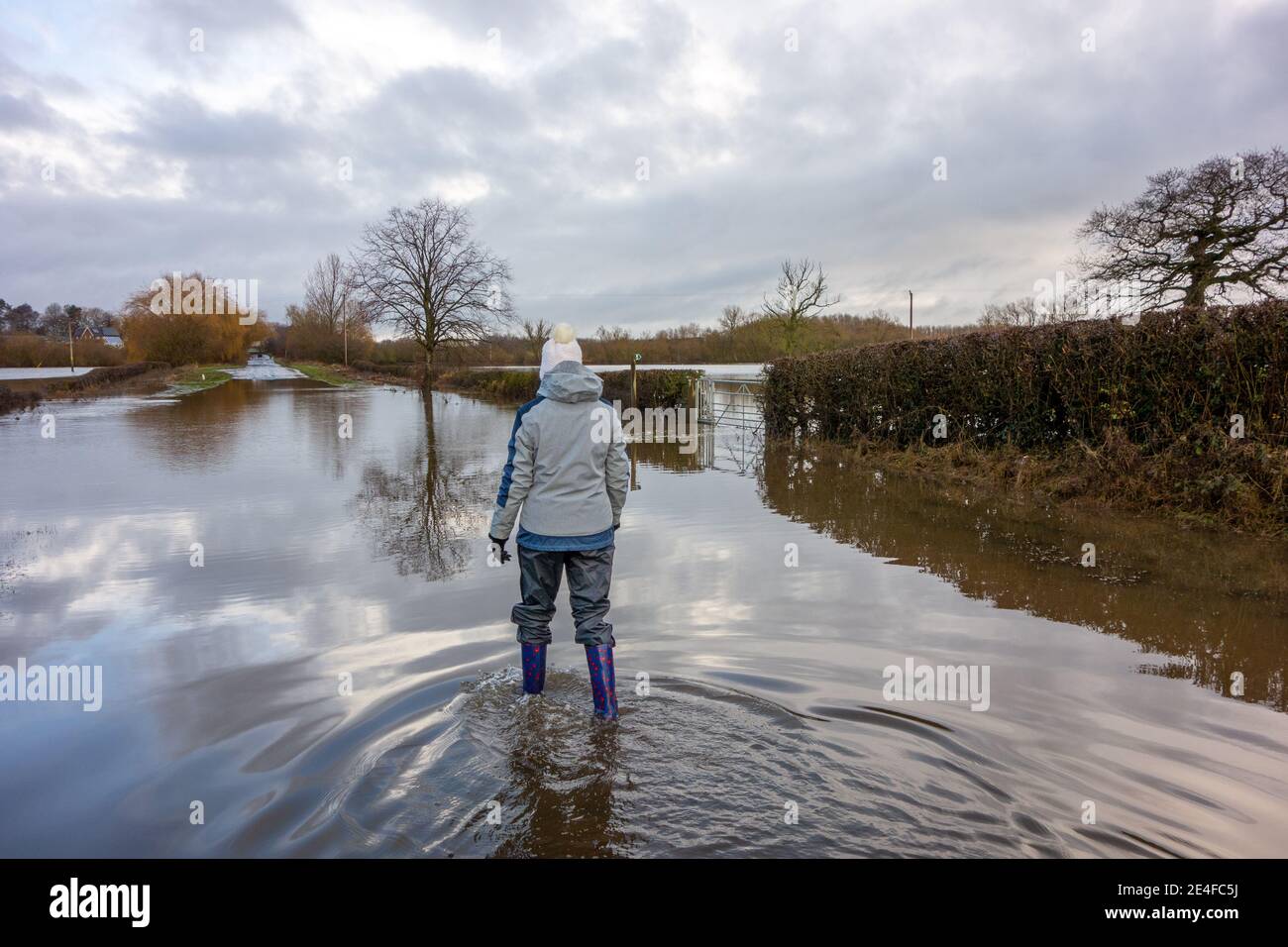 Frau, die durch überflutete Landstraße in Cheshire gesperrt Landschaft durch Stürme und Überschwemmungen nach Sturm Christoph Christophe Stockfoto