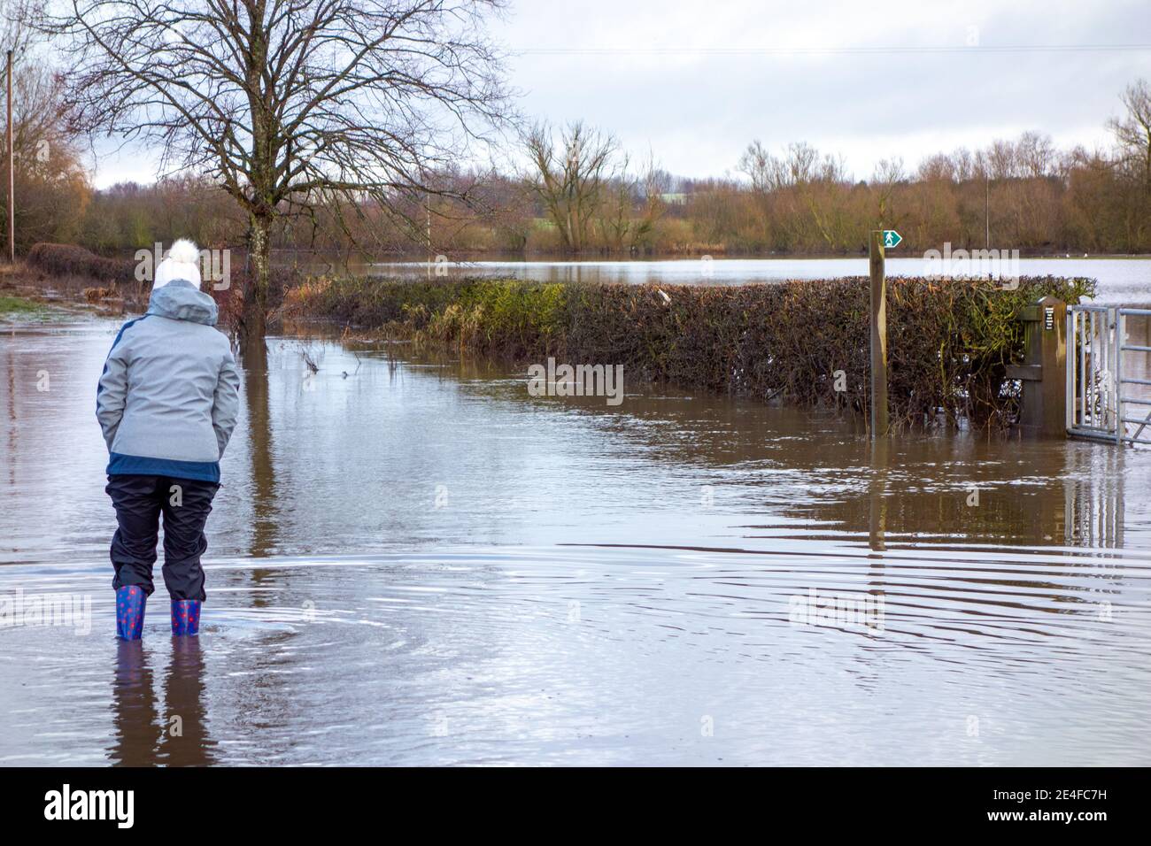 Frau, die durch überflutete Landstraße in Cheshire gesperrt Landschaft durch Stürme und Überschwemmungen nach Sturm Christoph Christophe Stockfoto