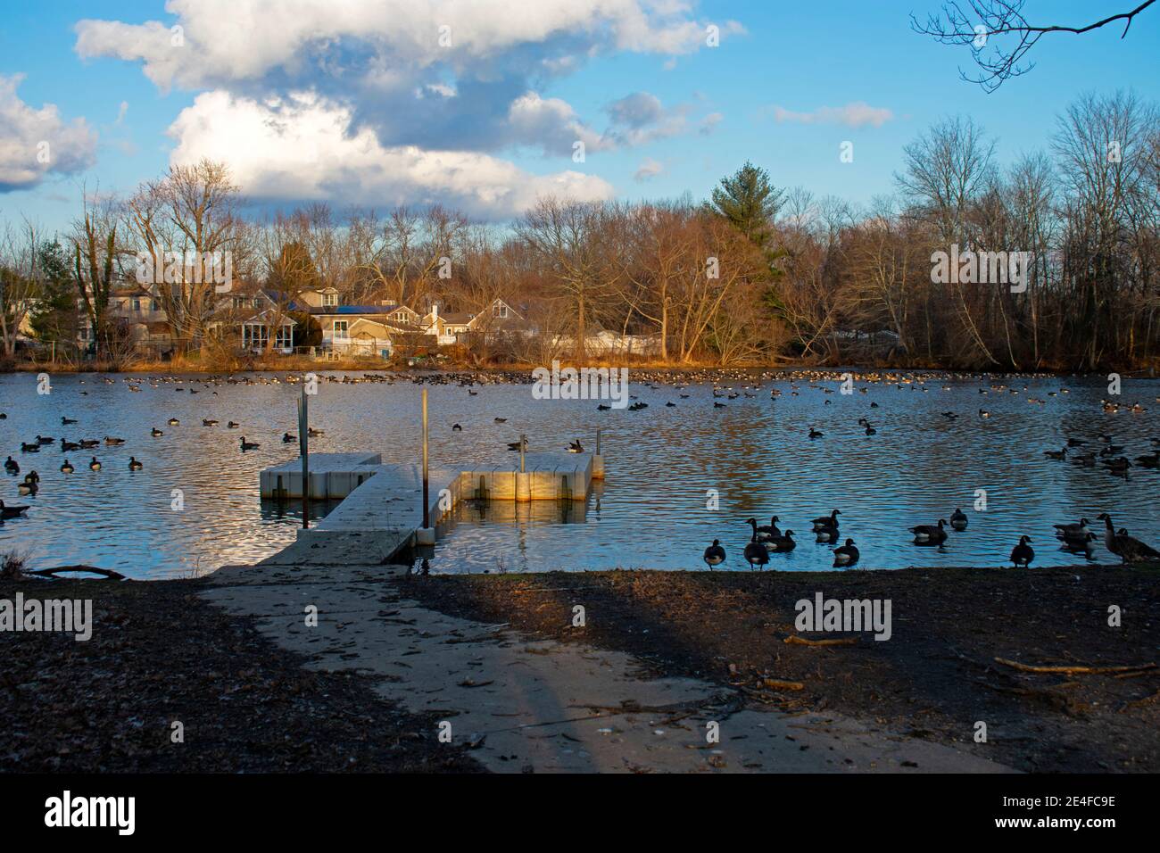 Große Gruppe von Kanadagänsen schwimmen in Lake Weamaconk in Englishtown, New Jersey, an einem meist sonnigen Tag mit ein paar großen Cumulus Wolken -01 Stockfoto