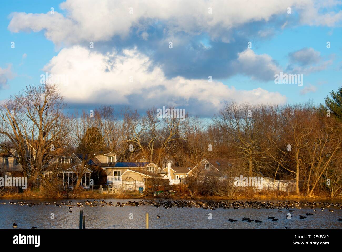 Große Gruppe von Kanadagänsen schwimmen in Lake Weamaconk in Englishtown, New Jersey, an einem meist sonnigen Tag mit ein paar großen Cumulus Wolken -02 Stockfoto