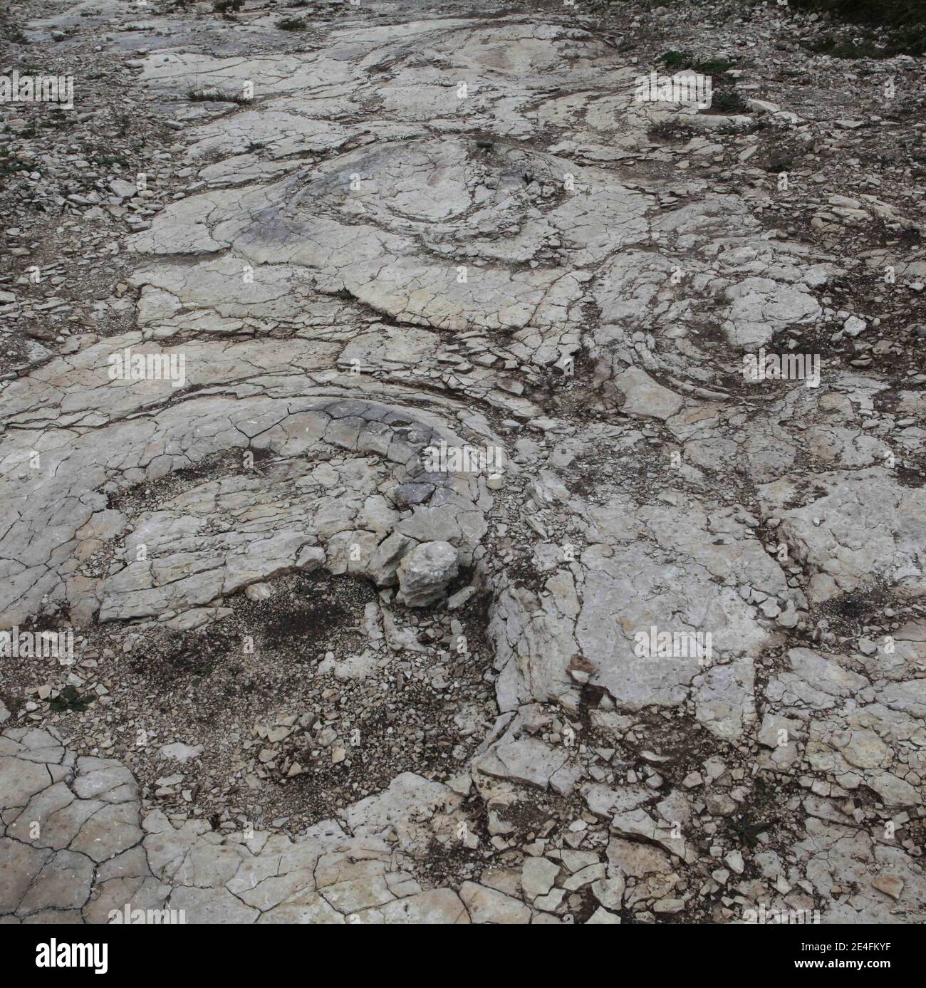 Ansicht der jüngsten Entdeckung eines gut erhaltenen Sauropoden-Dinosaurier-Fußabdrucks, zwischen 1.5 und zwei Meter Durchmesser in der Nähe von Plagne, Jura, Ostfrankreich am 6. Oktober 2009. Die Entdeckung, die im April gemacht wurde und vor 150 Millionen Jahren stammt, wurde von Wissenschaftlern als einzigartige Entdeckung bestätigt. Dies könnten die größten Sauropoden Dinosaurier Spuren jemals in der Welt entdeckt, nach dem National Research French council (CNRS).Foto von Vincent Dargent/ABACAPRESS.COM Stockfoto