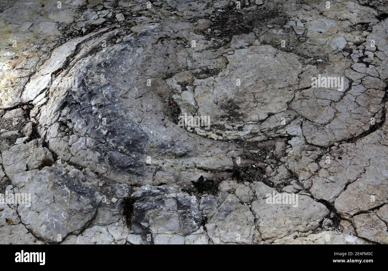 Ansicht der jüngsten Entdeckung eines gut erhaltenen Sauropoden-Dinosaurier-Fußabdrucks, zwischen 1.5 und zwei Meter Durchmesser in der Nähe von Plagne, Jura, Ostfrankreich am 6. Oktober 2009. Die Entdeckung, die im April gemacht wurde und vor 150 Millionen Jahren stammt, wurde von Wissenschaftlern als einzigartige Entdeckung bestätigt. Dies könnten die größten Sauropoden Dinosaurier Spuren jemals in der Welt entdeckt, nach dem National Research French council (CNRS).Foto von Vincent Dargent/ABACAPRESS.COM Stockfoto