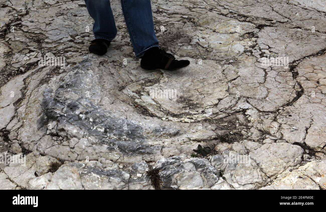 Ein Journalist, der vor der jüngsten Entdeckung eines gut erhaltenen Sauropoden-Dinosaurier-Fußabdrucks zwischen 1.5 und zwei Metern Durchmesser am 6. Oktober 2009 in der Nähe von Plagne, Jura, Ostfrankreich, steht. Die Entdeckung, die im April gemacht wurde und vor 150 Millionen Jahren stammt, wurde von Wissenschaftlern als einzigartige Entdeckung bestätigt. Dies könnten die größten Sauropoden Dinosaurier Spuren jemals in der Welt entdeckt, nach dem National Research French council (CNRS).Foto von Vincent Dargent/ABACAPRESS.COM Stockfoto