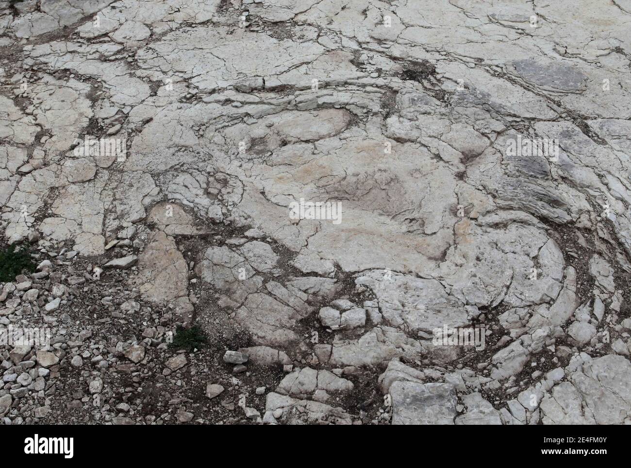 Ansicht der jüngsten Entdeckung eines gut erhaltenen Sauropoden-Dinosaurier-Fußabdrucks, zwischen 1.5 und zwei Meter Durchmesser in der Nähe von Plagne, Jura, Ostfrankreich am 6. Oktober 2009. Die Entdeckung, die im April gemacht wurde und vor 150 Millionen Jahren stammt, wurde von Wissenschaftlern als einzigartige Entdeckung bestätigt. Dies könnten die größten Sauropoden Dinosaurier Spuren jemals in der Welt entdeckt, nach dem National Research French council (CNRS).Foto von Vincent Dargent/ABACAPRESS.COM Stockfoto