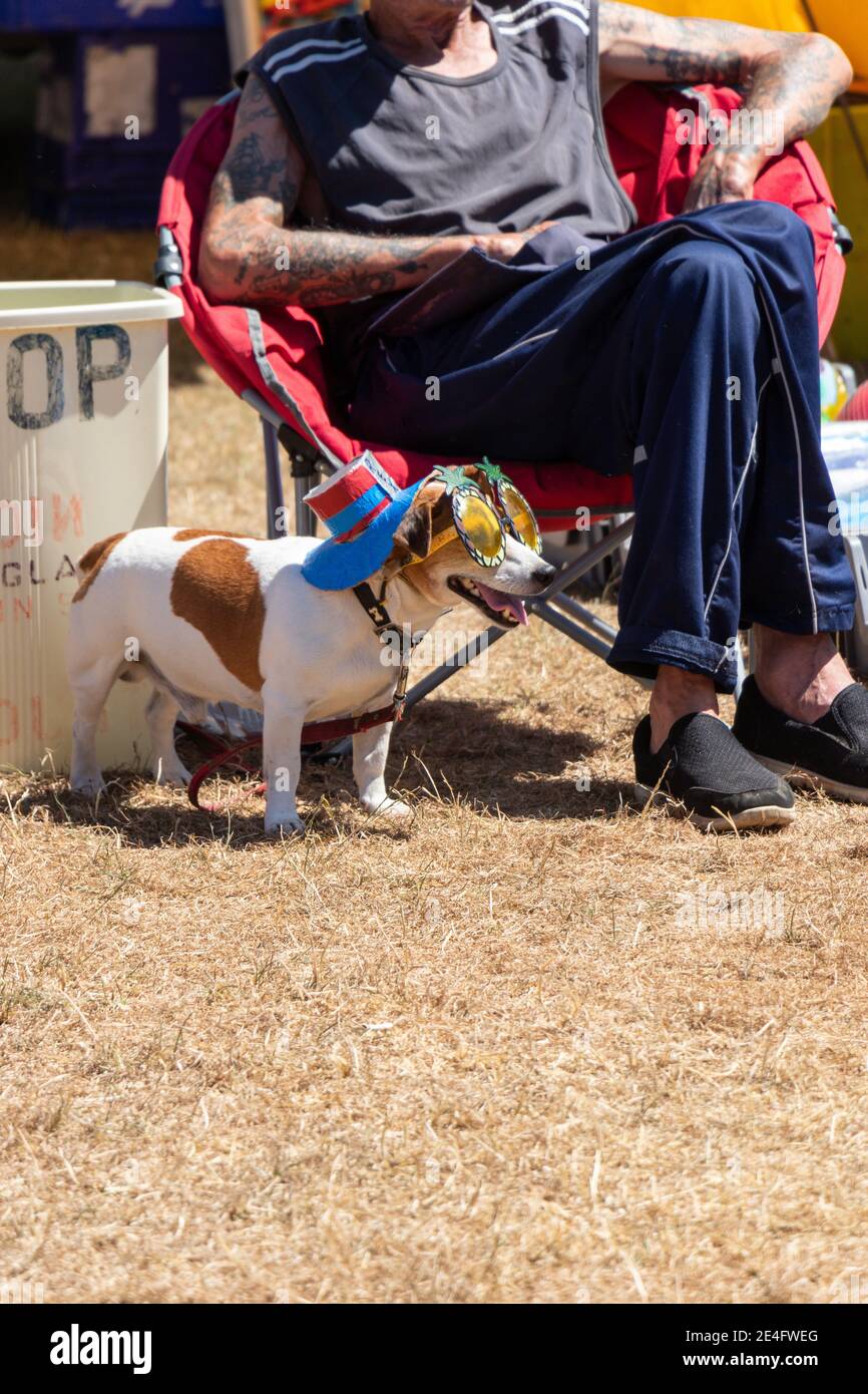 Hund mit Hut auf sitzen mit alten Manat Stars & Stripes klassische amerikanische Auto-Show Tatton Park Stockfoto