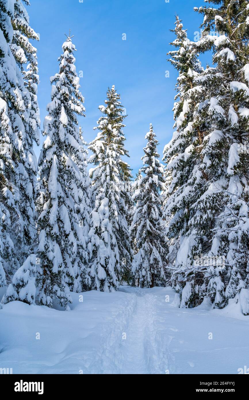 Romantischer Bergwanderweg durch Fichten, die mit Neuschnee bedeckt sind, an einem klaren, kalten, sonnigen Tag im Winter mit blauem Himmel. Stockfoto