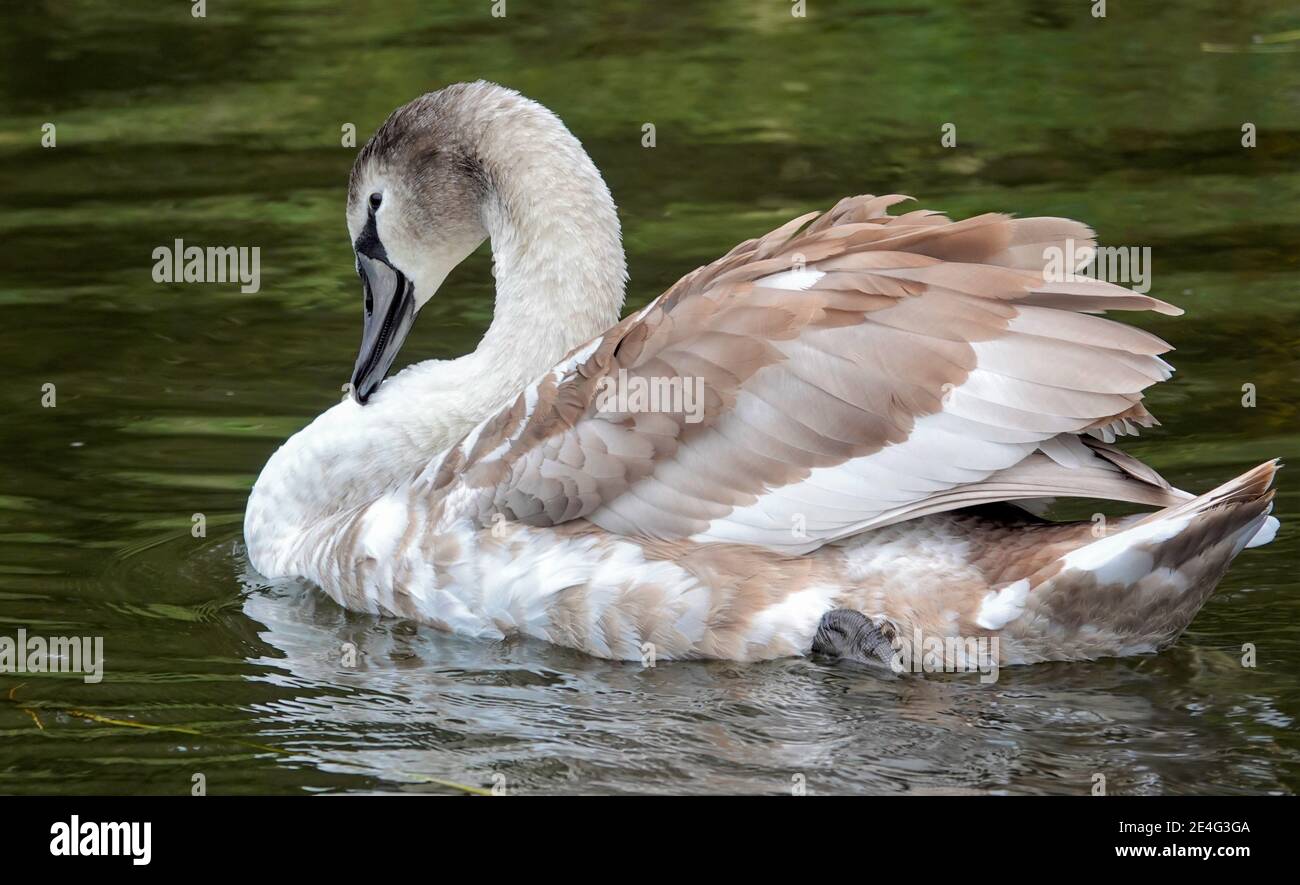 cygnet in einer anmutigen Pose auf dem Fluss Stockfoto