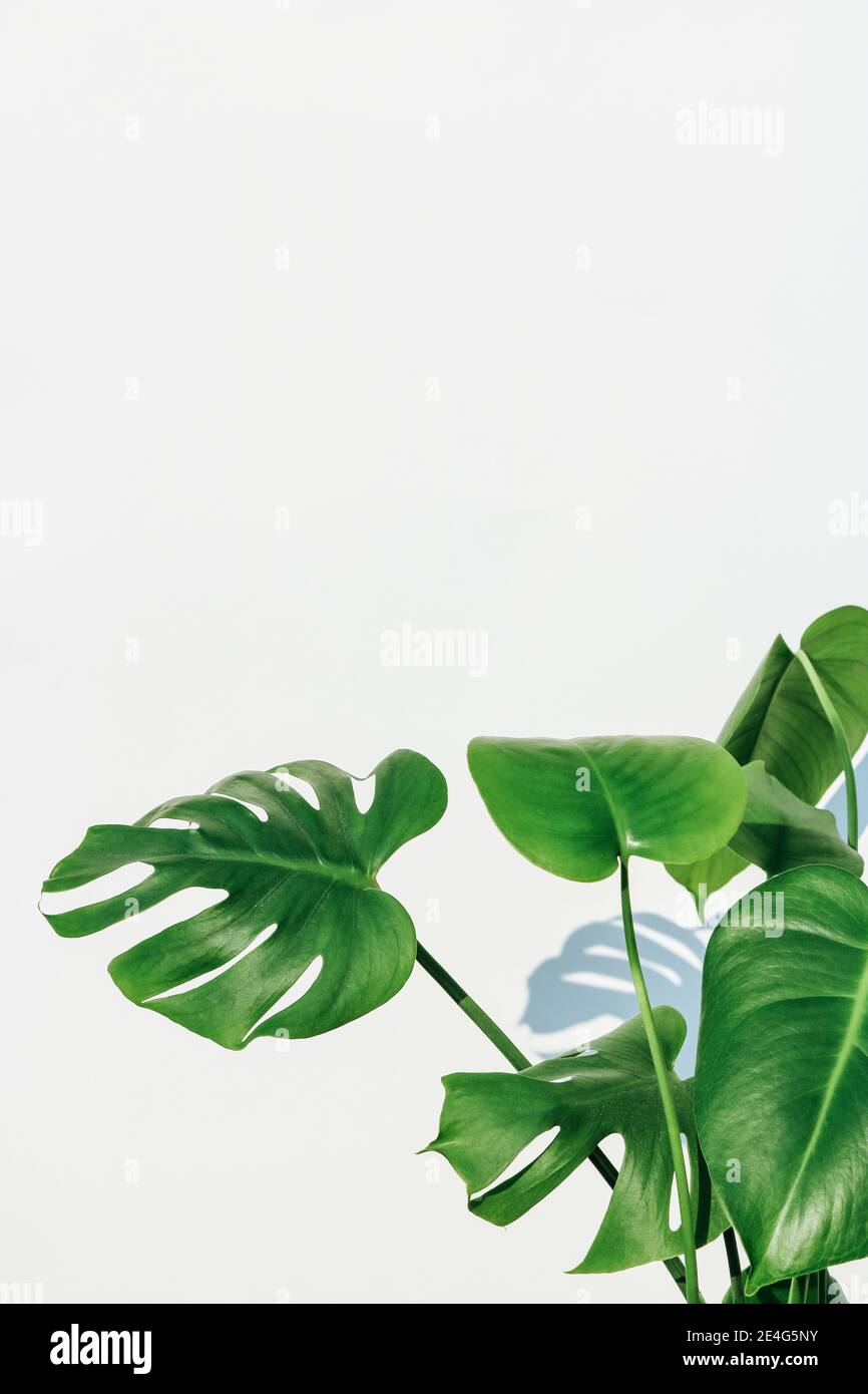 Hintergrundtextur einer leuchtend grnen Monstera Pflanze (Auch Schweizer  Ksefabrik genannt) Isoliert vor einem weien Hintergrund mit viel Platz  fr Text Stockfotografie - Alamy
