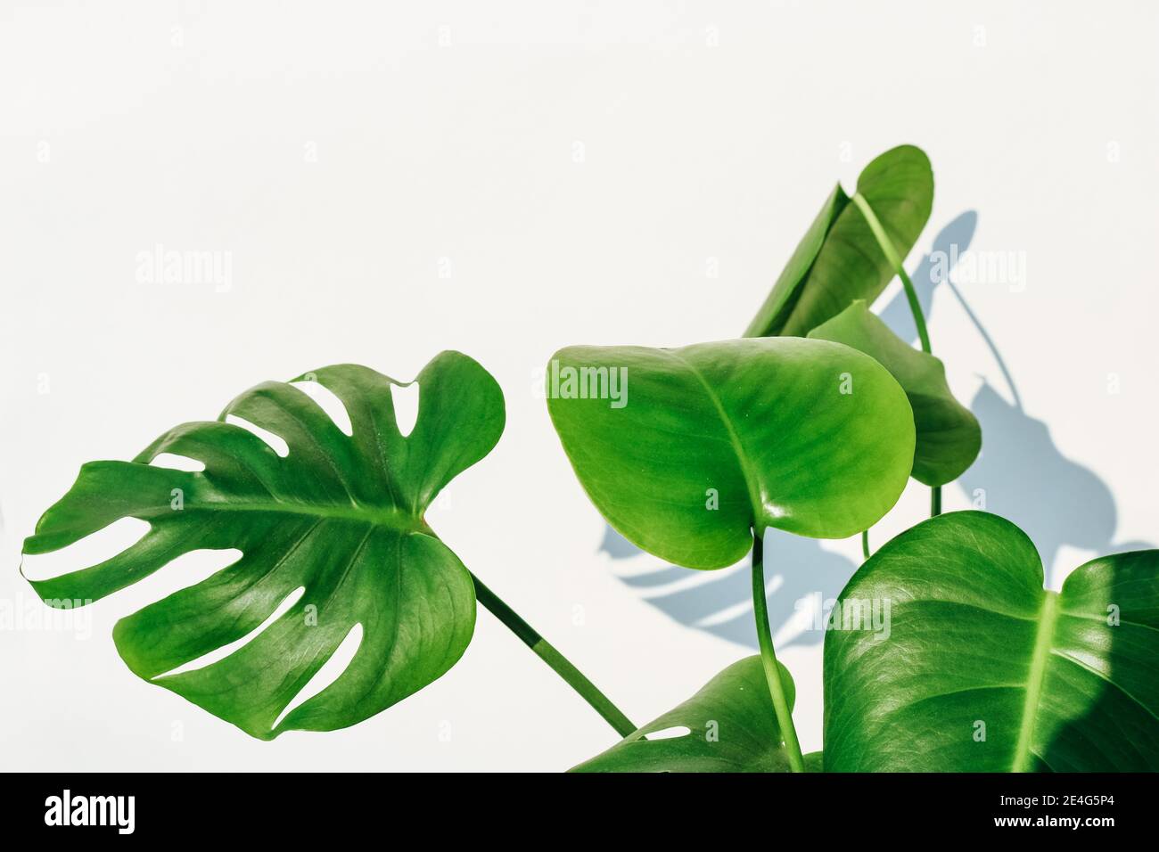 Hintergrundtextur einer leuchtend grünen Monstera Pflanze (Auch Schweizer Käsefabrik genannt) Isoliert vor einem weißen Hintergrund mit viel Platz für Text Stockfoto