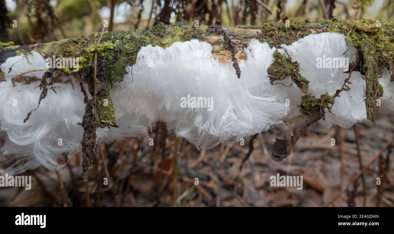Hair Ice, das ist eine spezifische Eisbildung auf dem verrotteten Holz eines Laubbaumes, verbunden mit einem speziellen Pilz namens Exidiopsis effusa. Stockfoto
