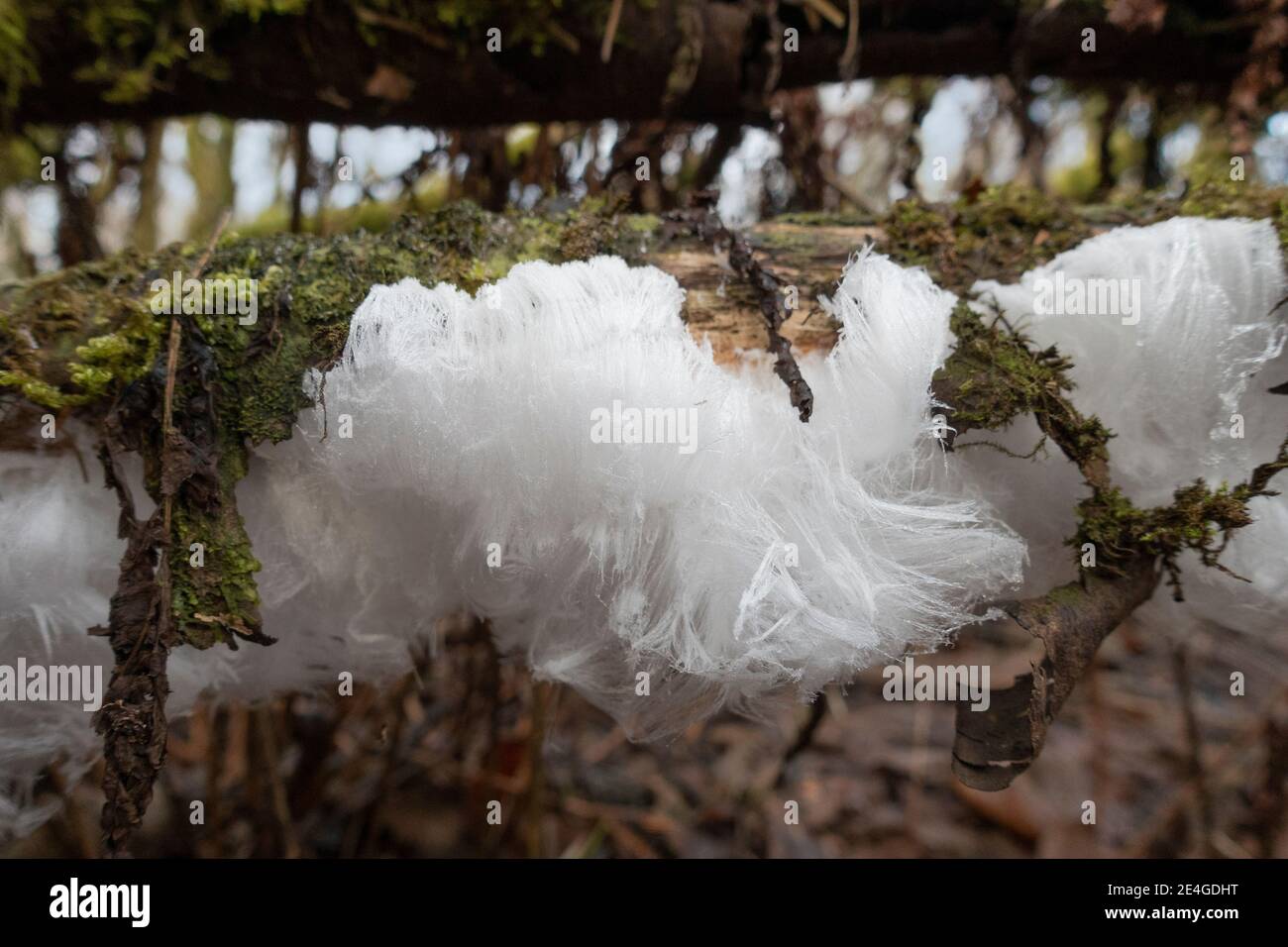 Hair Ice, das ist eine spezifische Eisbildung auf dem verrotteten Holz eines Laubbaumes, verbunden mit einem speziellen Pilz namens Exidiopsis effusa. Stockfoto