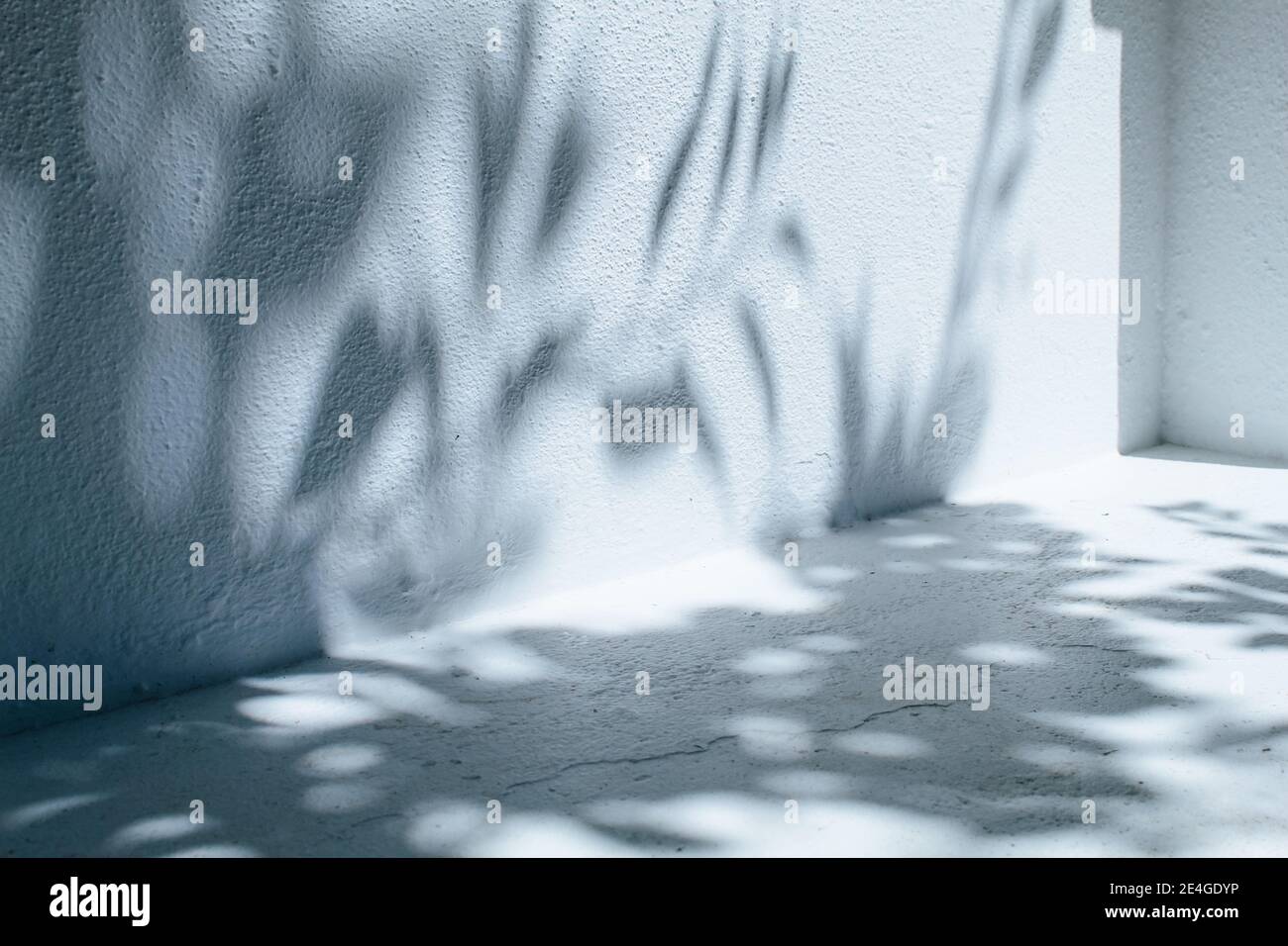 Abstrakte Hintergrundtextur einer weißen Wandoberfläche mit Schatten Von Pflanzen Stockfoto