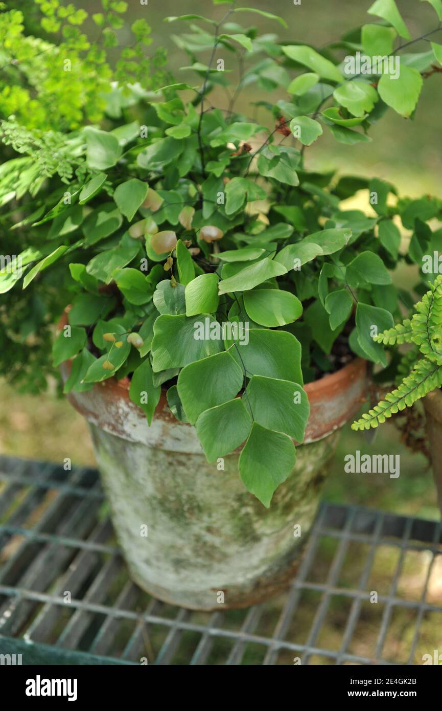 Ein Silberdollar-Farn (Adiantum peruvianum) Wchst in einem Terracotta Topf  in einem Garten in Juli Stockfotografie - Alamy
