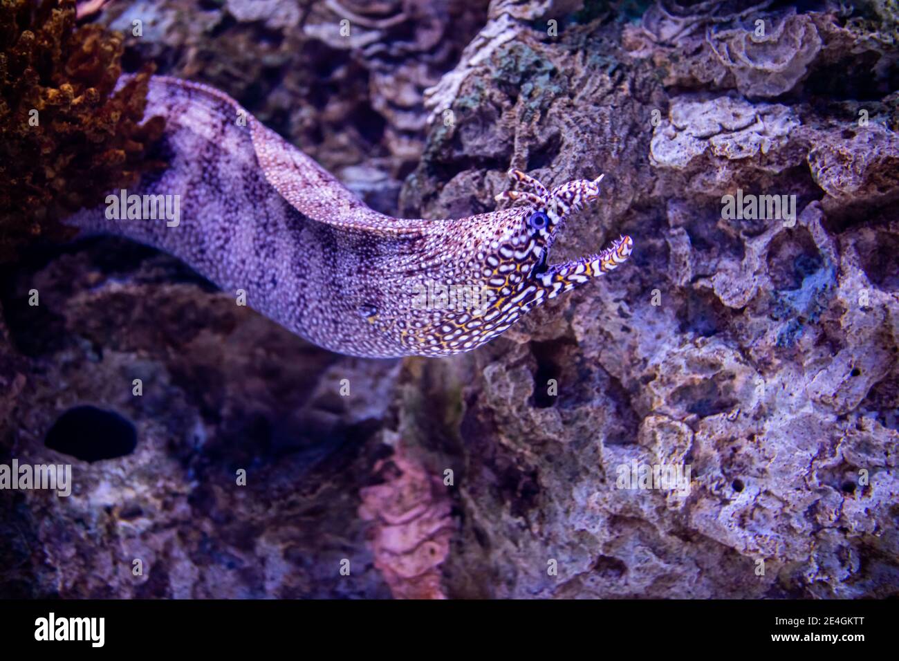 Die Leopardenmoräne Aal oder Drachenmoräne (Enchelycore pardalis) Bewohnen Korallen und Felsenriffe Stockfoto