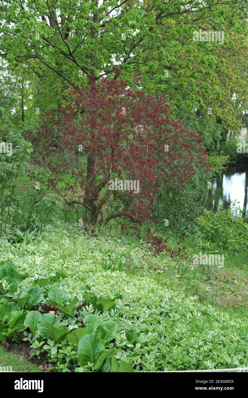 Vielblätterige Bischofswespe (Aegopodium podagraria Variegatum) Wächst in einem Garten im Mai 2013 Stockfoto