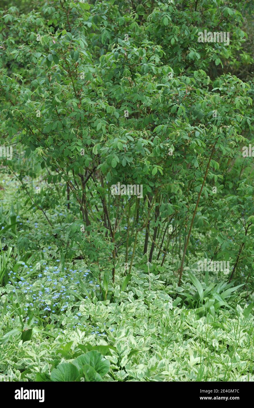 Vielblätterige Bischofswespe (Aegopodium podagraria Variegatum) Wächst in einem Garten im Mai 2013 Stockfoto