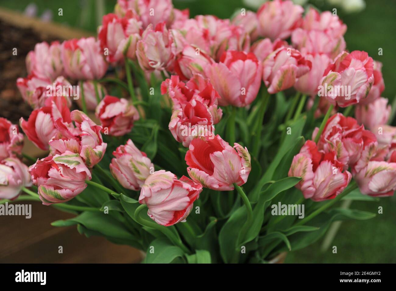 Ein Bouquet von rosa Papageientulpen (Tulipa) Fantasie auf einem Ausstellung im Mai Stockfoto