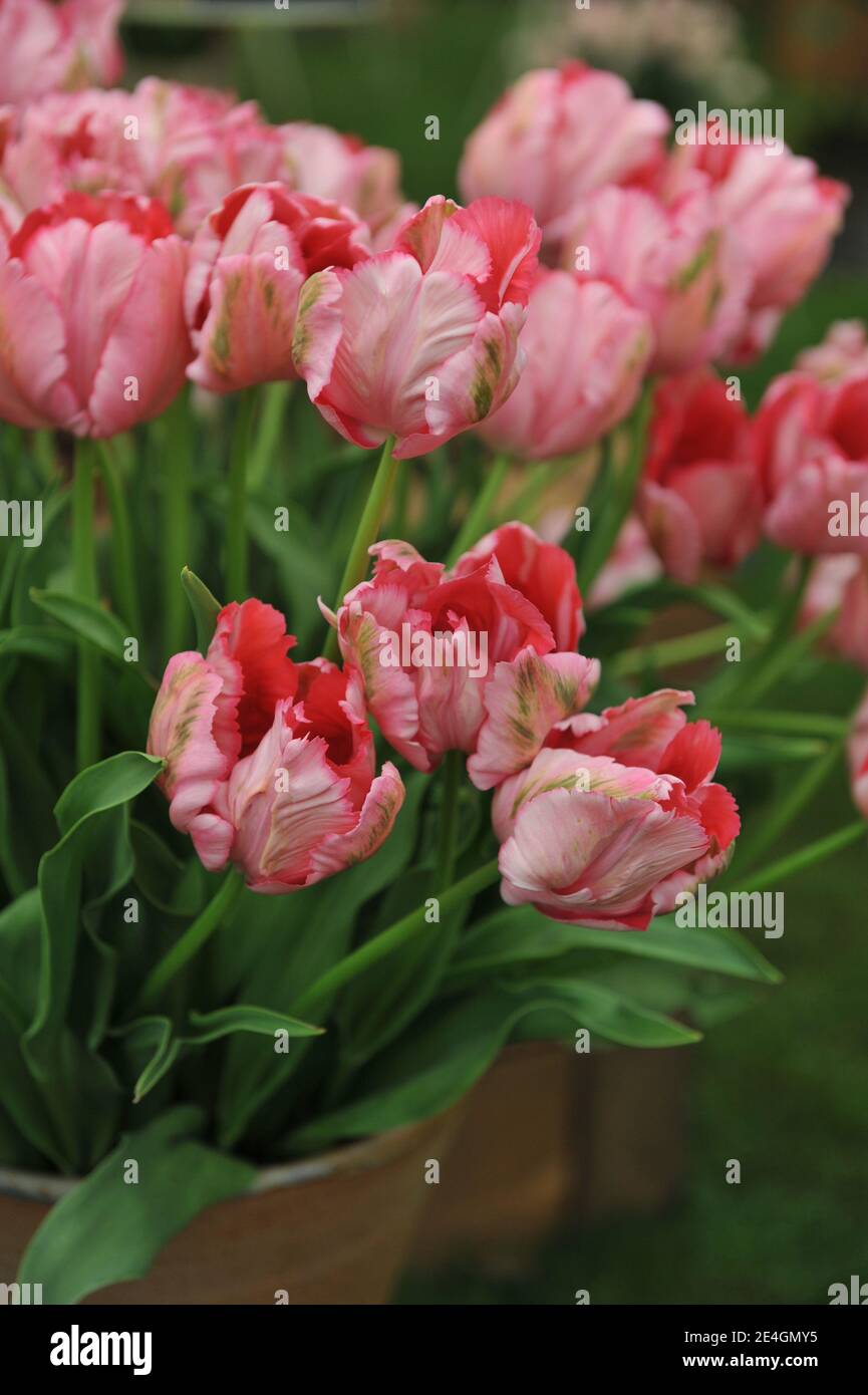 Ein Bouquet von rosa Papageientulpen (Tulipa) Fantasie auf einem Ausstellung im Mai Stockfoto