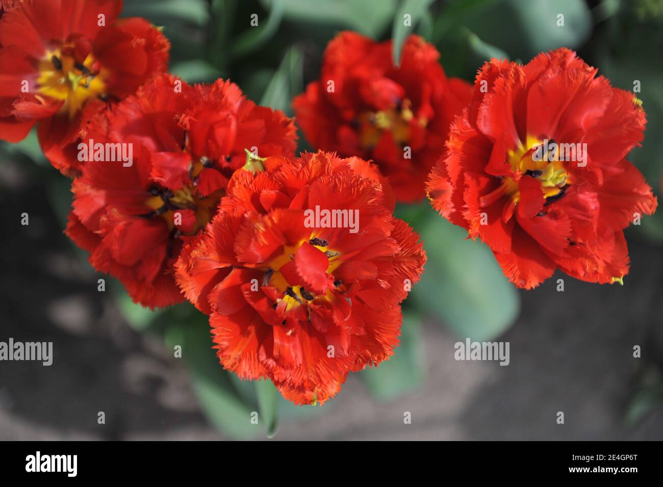 Rote Tulpen mit Doppelfransen (Tulipa) Feuriger Traum blüht in einem Garten im April Stockfoto