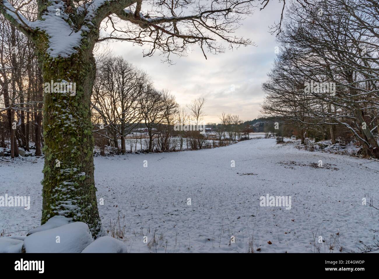 Verschneite Felder in schwedischer Landschaft Stockfoto