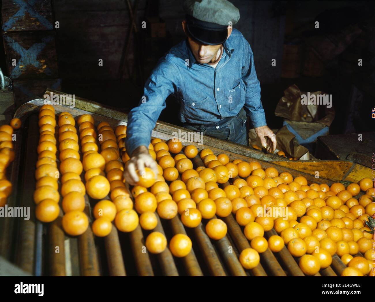 Arbeiter Sortieren und Kommissionierung von Rückwürfen, Co-op Orange Packing Plant, Redlands, Kalifornien, USA, Jack Delano, US Office of war Information, März 1943 Stockfoto