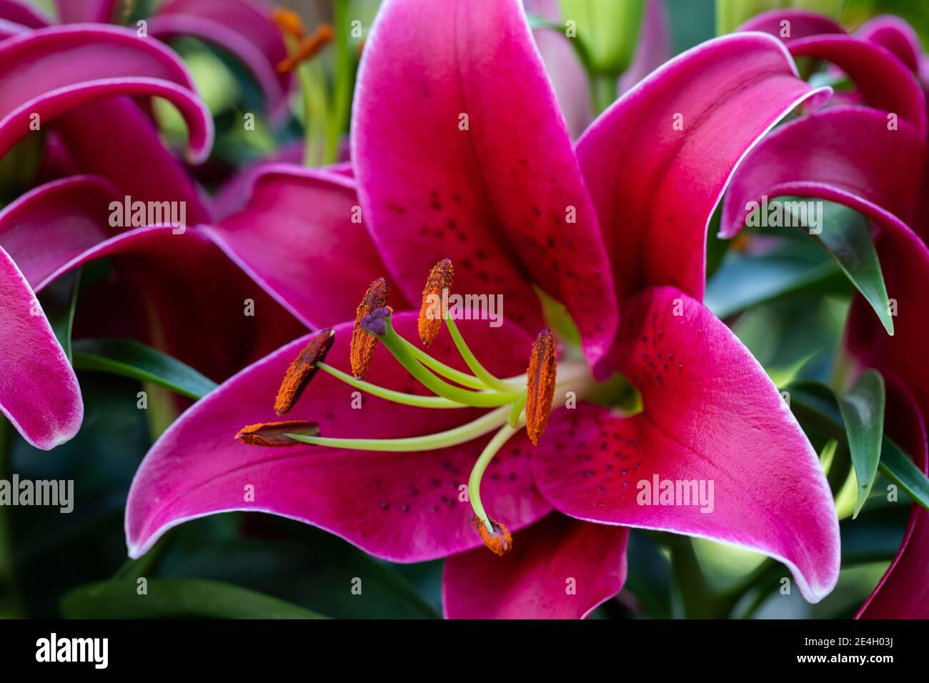 Zischende rote asiatische Lilie, eine botanische Schönheit, isoliert in einem schattigen Garten; Stockfoto