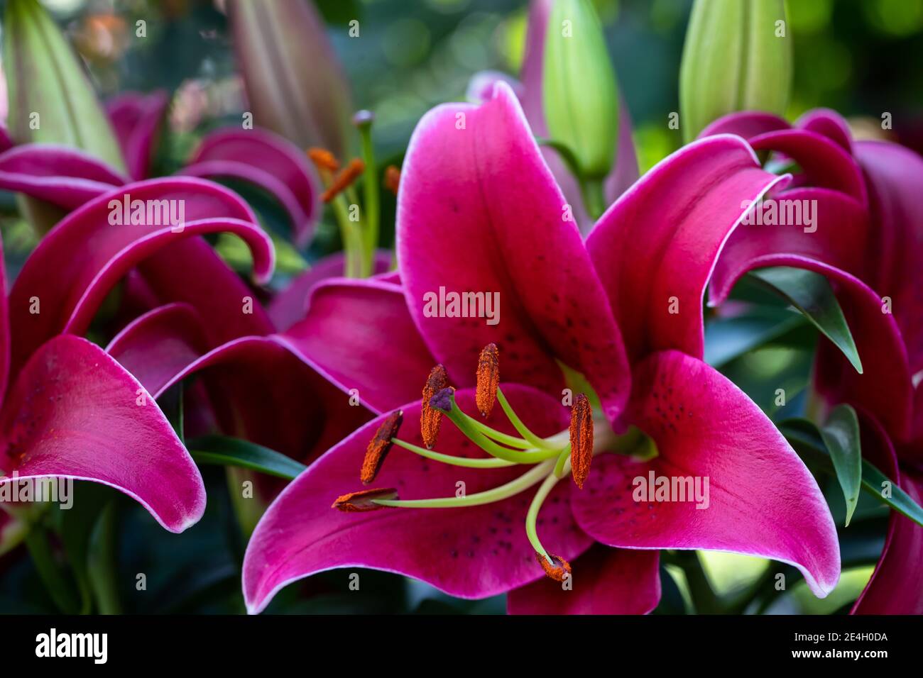 Zischende rote asiatische Lilie, eine botanische Schönheit, isoliert in einem schattigen Garten; Stockfoto