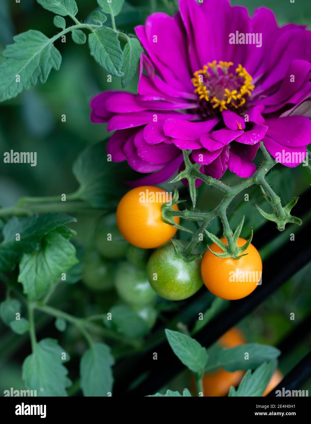 Eine perfekte Kombination sind die Beipflanzung von Amethyst-Zinnia mit Sonnengold-Kirschtomaten. Zinnien Abschreckung Gurkenkäfer und Tomatenwürmer. Stockfoto