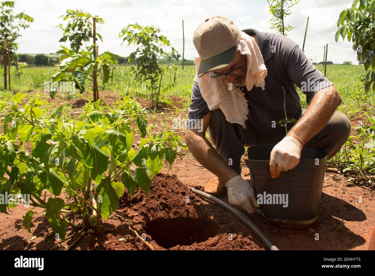 Echter Bauer, der Redwood (oder Brazilwood) anbaut und anpflanzt Auf fruchtbarem roten Boden unter starker Sonne bei brasilianer Landschaft auf dem Land Stockfoto