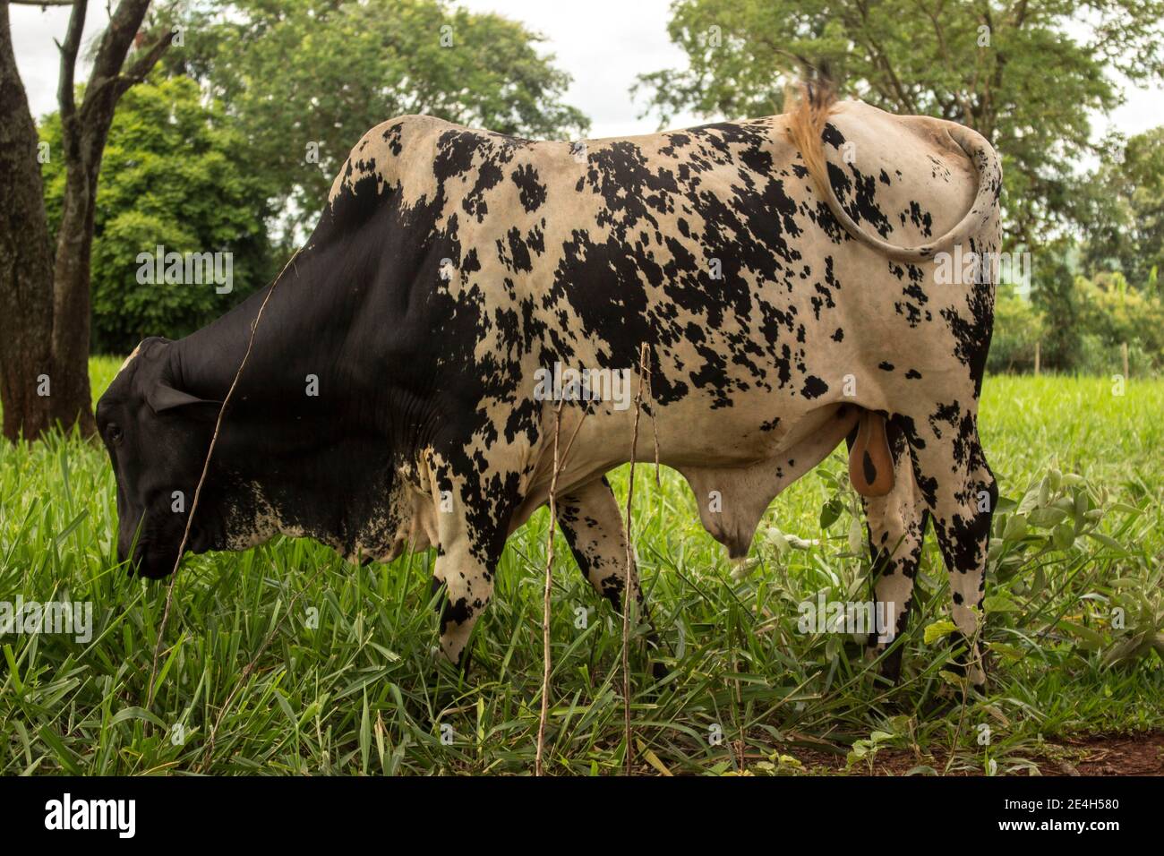 Schwarz und weiß brasilianische Ochse essen gesunde grüne Gras an Eine Farmlandschaft Stockfoto