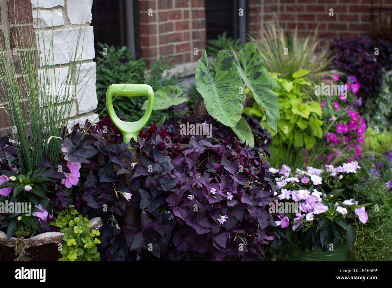 Die Terrasse aus Kalkstein und Ziegelstein ist mit Purple Shamrocks gesäumt, die mit gesprenkelten grünen Elefantenohren und mexikanischem Federgras bepflanzt sind Stockfoto