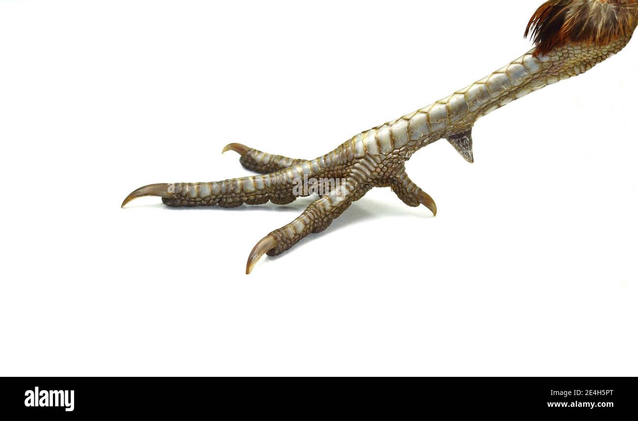 Fasan Beine. Süße vogel Füße. Schöner Vogel. Schönen Fasan. Makro vogel Beine. Wunderbare Foto mit birdy Füße. Stockfoto