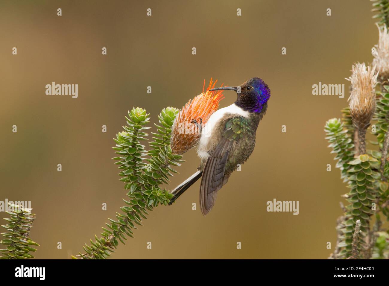 Ecuadorianischer Hillstar Männchen, Oreotropilus chimborazo, Fütterung an Chuquiragua Blume. Stockfoto