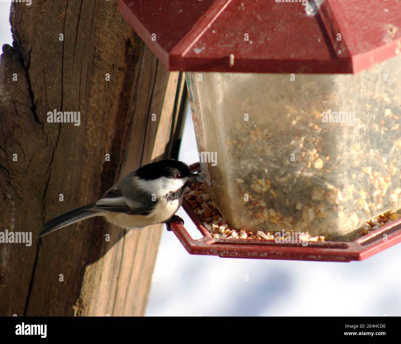 Ein Schwarzdeckelschneckenvogel, der die Vorteile eines Vogelfutterzugs nutzt Stockfoto