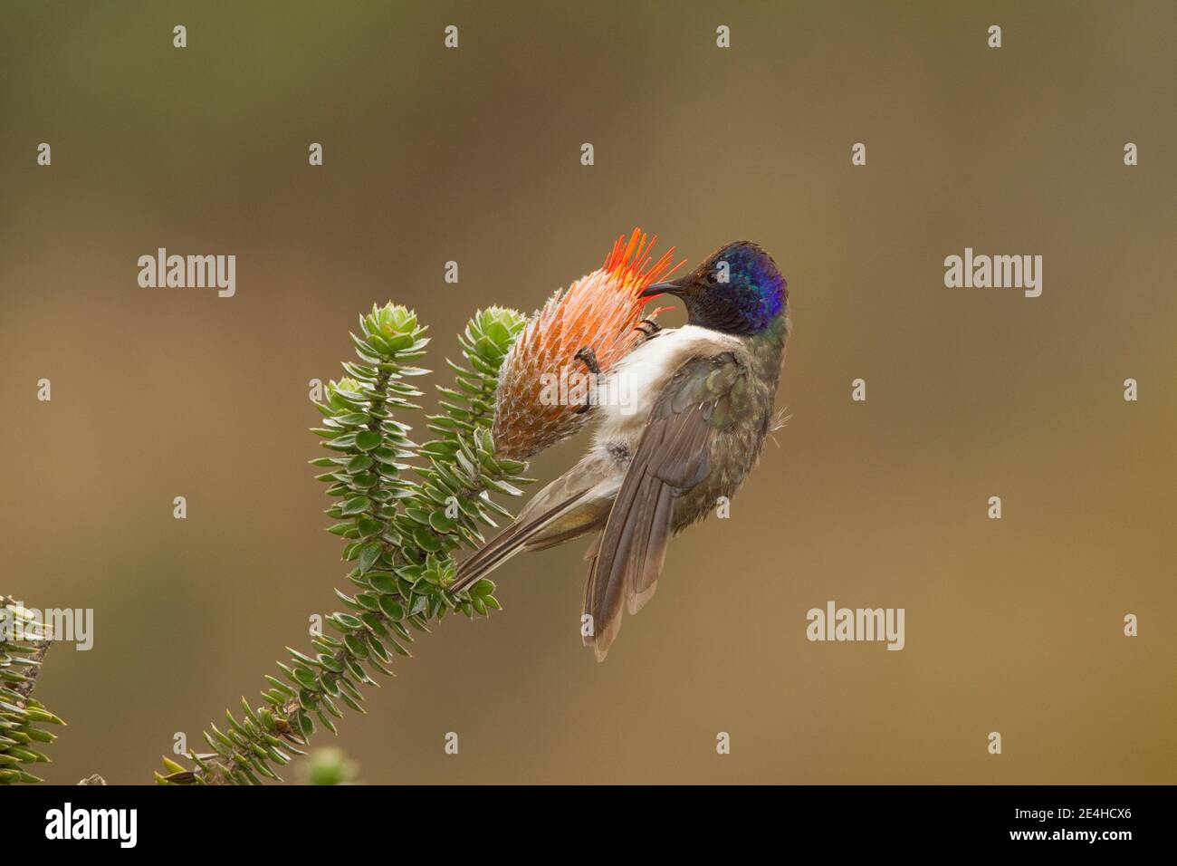 Ecuadorianischer Hillstar Männchen, Oreotropilus chimborazo, Fütterung an Chuquiragua Blume. Stockfoto