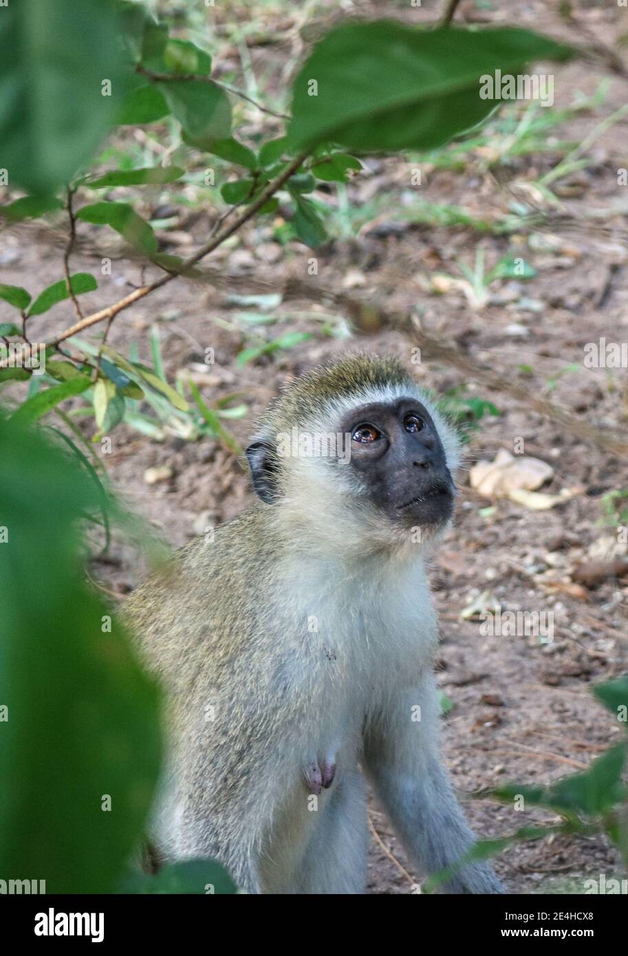 Junge, wilde Vervet Monkey, die in Diani Beach, Kenia aufschaut Stockfoto