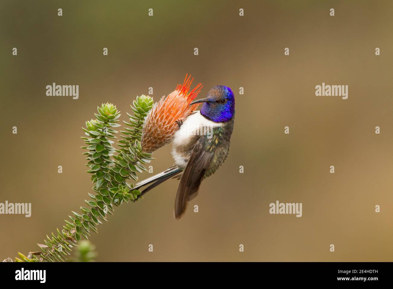 Ecuadorianischer Hillstar Männchen, Oreotropilus chimborazo, Fütterung an Chuquiragua Blume. Stockfoto